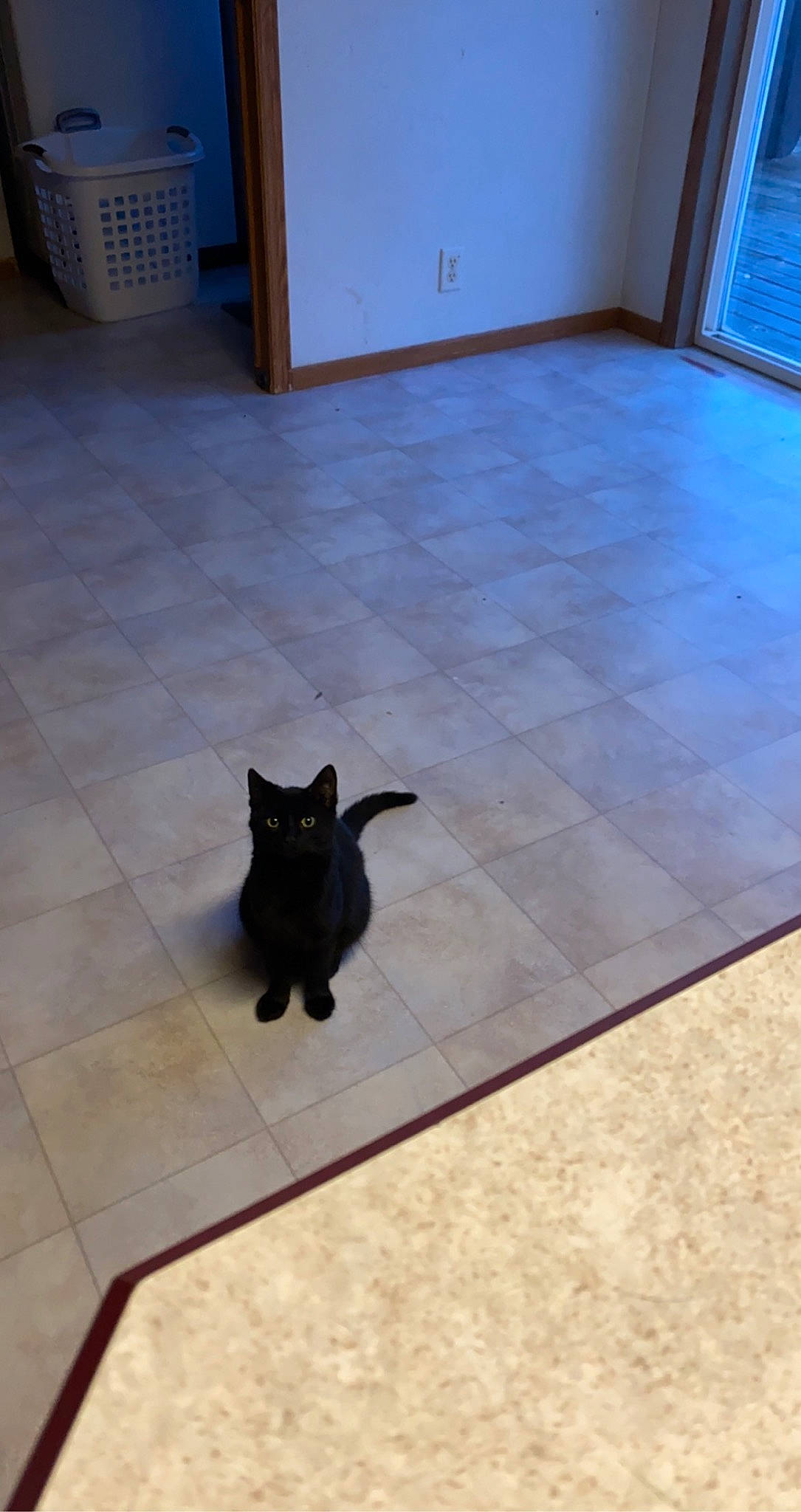 Ballz is registered to the contest to win money with this photo: black_cat, bombay, canidae, carnivore, cat, companion_dog, dog_breed, domestic_short_haired_cat, fawn, felidae, floor, flooring, fur, hardwood, room, shadow, small_to_medium_sized_cats, tail, whiskers, wood