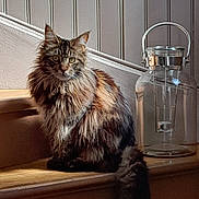 Ruby a rejoint le concours — aidez-le/la à gagner de superbes lots ! cat, long_hair, pet, stairs, wood, sunlight, indoor, glass_jar, curious, fluffy, animal, feline, domestic_animal, brown, beige, shadow, background, decor, household, window_light