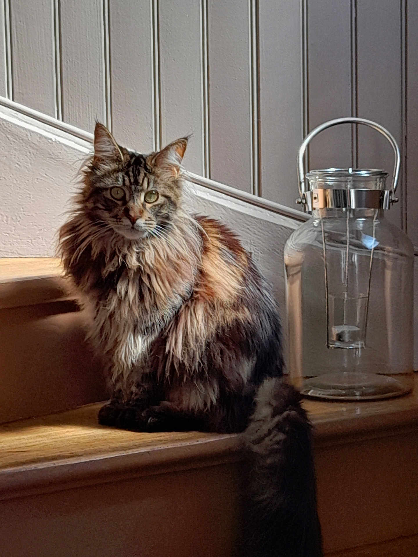 Ruby a rejoint le concours — aidez-le/la à gagner de superbes lots ! cat, long_hair, pet, stairs, wood, sunlight, indoor, glass_jar, curious, fluffy, animal, feline, domestic_animal, brown, beige, shadow, background, decor, household, window_light