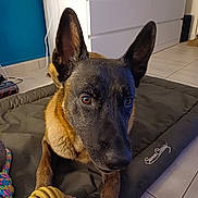 Pike participe au concours pour gagner de l'argent avec cette photo : dog, belgian_malinois, pet, indoor, dog_bed, toy, chew_toy, floor, tile_floor, brown_fur, black_fur, ears, eyes, curious, alert, resting, furniture, home, animal, close_up