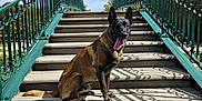 Pike a rejoint le concours — aidez-le/la à gagner de superbes lots ! dog, stairs, wood, green_railings, shadow, outdoor, sunny, blue_sky, pet, canine, tongue_out, happy, sitting, daylight, nature, park, metal_railings, animal, leash, collar