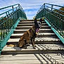 dog, stairs, wood, green_railings, shadow, outdoor, sunny, blue_sky, pet, canine, tongue_out, happy, sitting, daylight, nature, park, metal_railings, animal, leash, collar