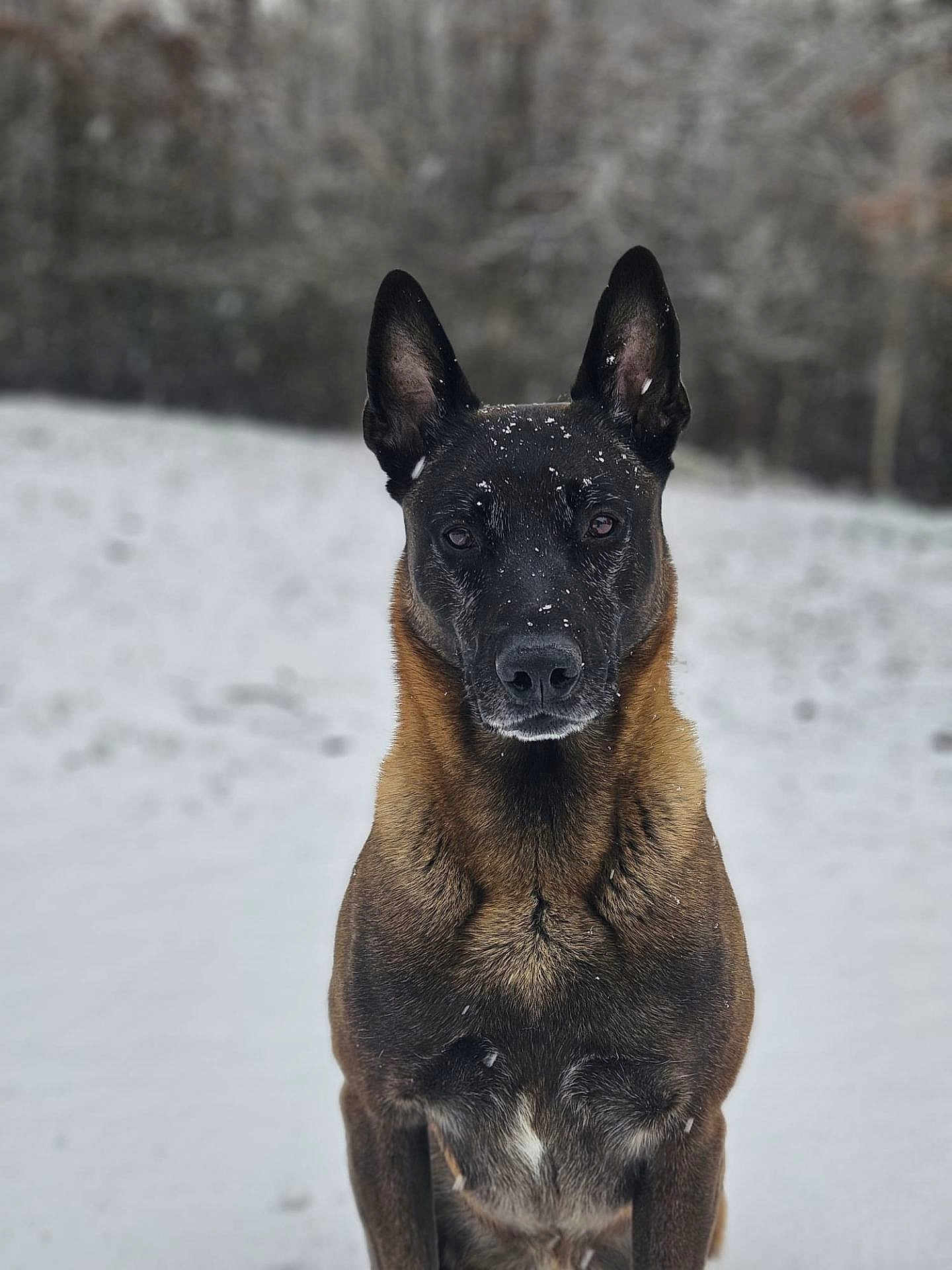 Pike a rejoint le concours — aidez-le/la à gagner de superbes lots ! dog, belgian_malinois, snow, winter, animal, pet, outdoor, fur, ears, alert, portrait, canine, nature, cold, snowflakes, muzzle, watchful, standing, background_blur, intense_gaze