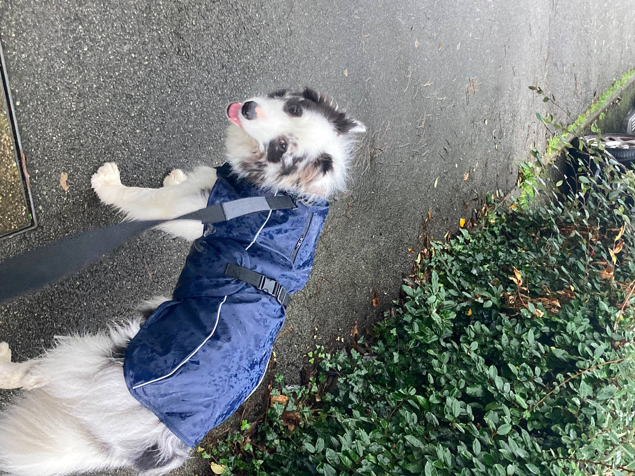 Scampi participe au concours pour gagner de l'argent avec cette photo : asphalt, canidae, carnivore, companion_dog, dog, dog_breed, fawn, fur, grass, happy, non_sporting_group, people_in_nature, plant, road_surface, shadow, sidewalk, sitting, sporting_group, tail, tree