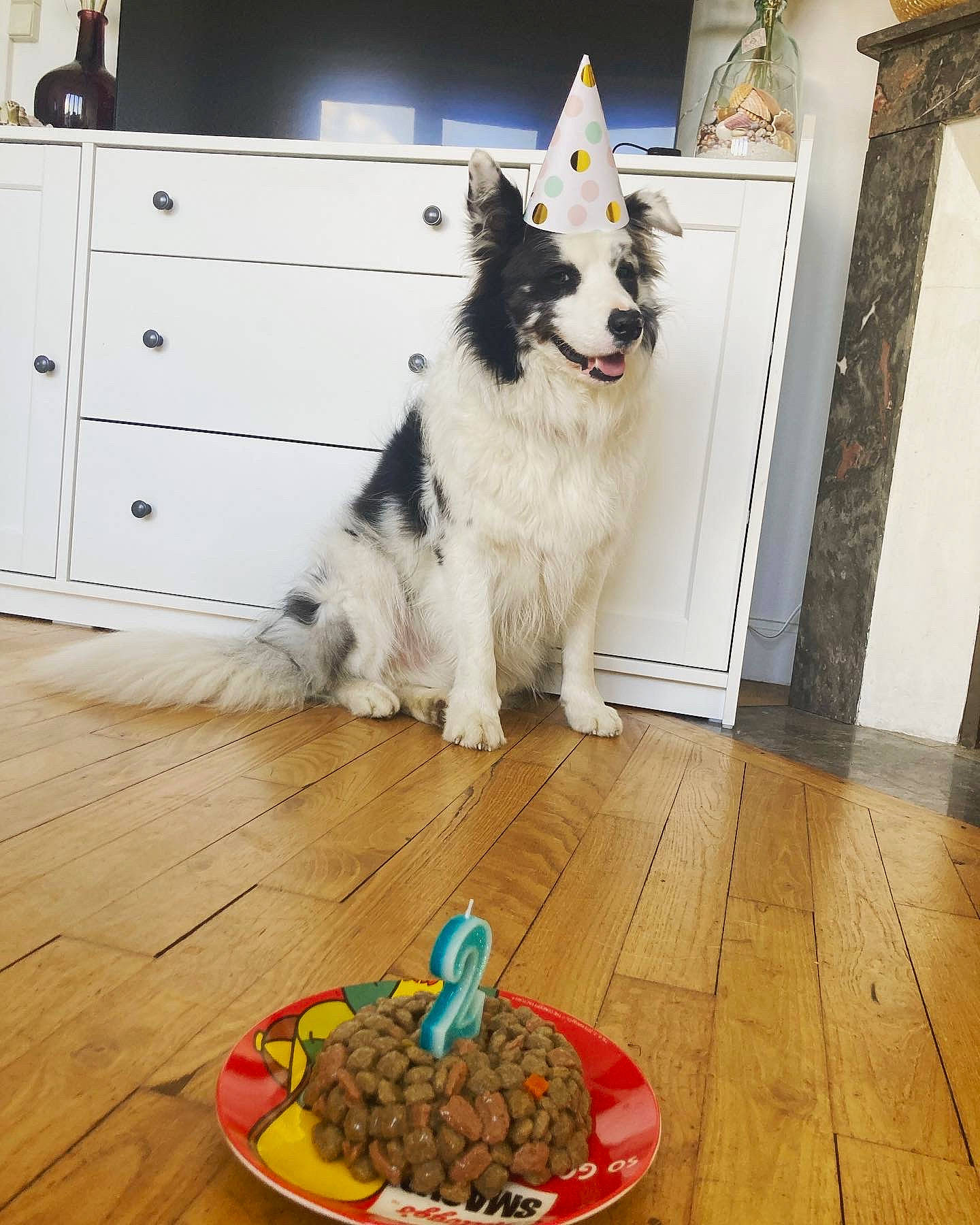 Scampi a rejoint le concours — aidez-le/la à gagner de superbes lots ! cabinetry, carnivore, chest_of_drawers, companion_dog, cuisine, dog, dog_breed, drawer, dresser, floor, flooring, food, hardwood, herding_dog, ingredient, laminate_flooring, recipe, wood, wood_flooring, wood_stain