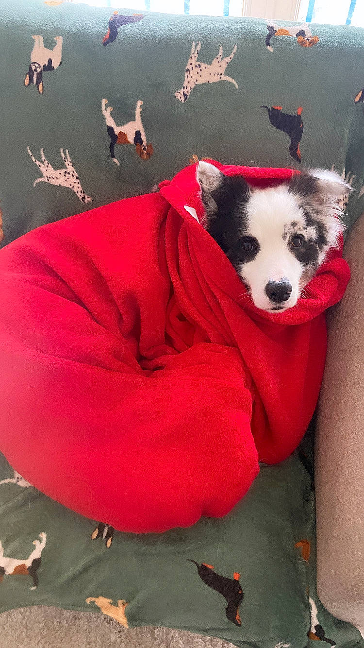 Scampi participe au concours pour gagner de l'argent avec cette photo : canidae, carmine, carnivore, chair, comfort, companion_dog, dog, dog_breed, dog_supply, event, fawn, fur, magenta, non_sporting_group, paw, red, snout, sporting_group, tail, working_animal