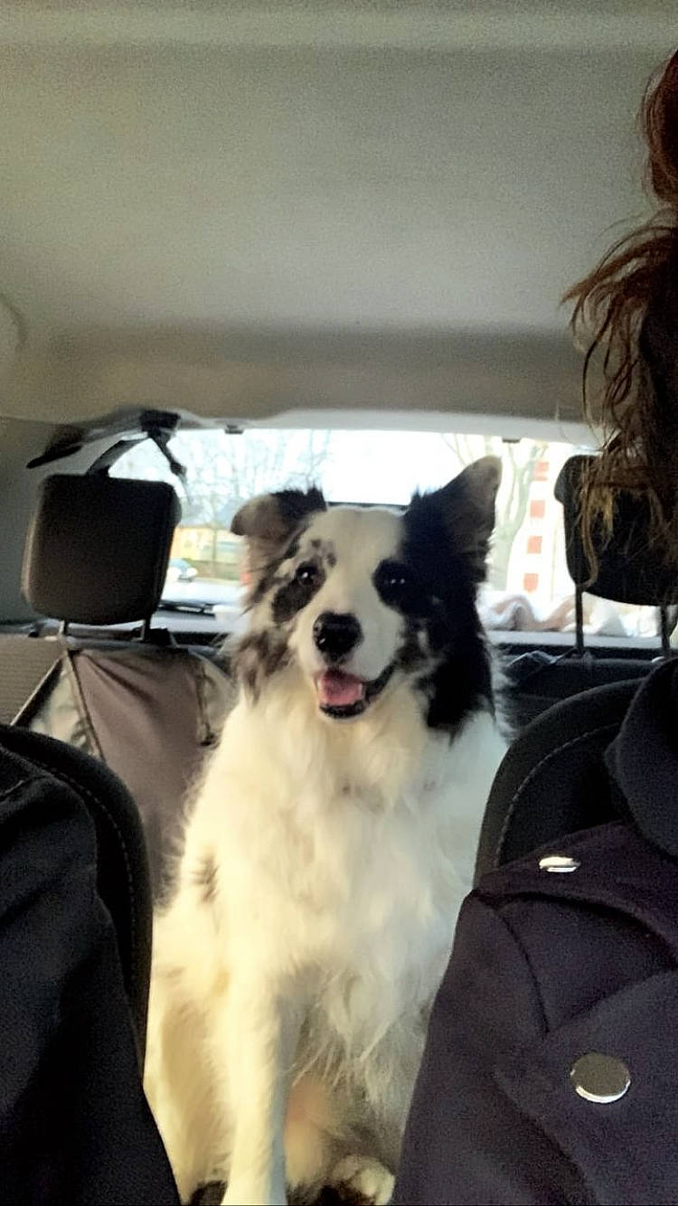 Scampi participe au concours pour gagner de l'argent avec cette photo : automotive_tire, backpack, bag, border_collie, canidae, carnivore, collar, companion_dog, dog, dog_breed, dog_collar, fur, herding_dog, luggage_and_bags, non_sporting_group, snout, sporting_group, whiskers, working_animal, working_dog
