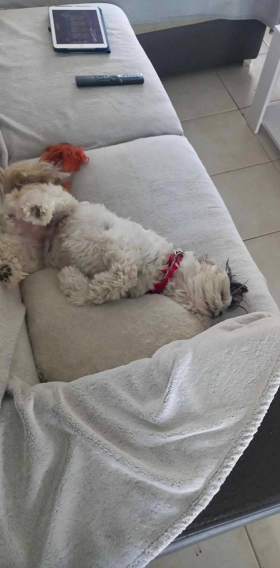 Darla a rejoint le concours — aidez-le/la à gagner de superbes lots ! carnivore, chair, collar, comfort, companion_dog, couch, dog, dog_breed, dog_supply, fawn, flooring, fur, grey, linens, pet_supply, pillow, small_to_medium_sized_cats, sporting_group, studio_couch, tail