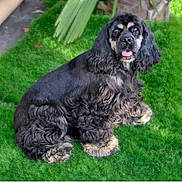 Tokyo a rejoint le concours — aidez-le/la à gagner de superbes lots ! animal, black_and_tan, canine, cocker_spaniel, cute, dog, floppy_ears, fluffy, fur, garden, grass, happy, long_hair, looking_at_camera, lying_down, outdoor, pet, portrait, sitting, tongue_out
