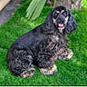 animal, black_and_tan, canine, cocker_spaniel, cute, dog, floppy_ears, fluffy, fur, garden, grass, happy, long_hair, looking_at_camera, lying_down, outdoor, pet, portrait, sitting, tongue_out