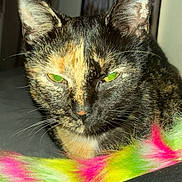 Amnésia participe au concours pour gagner de l'argent avec cette photo : animal, cat, close_up, colorful, cute, domestic, feline, fur, green, green_eyes, indoor, neon, pet, pink, resting, sleepy, tortoiseshell, toy, whiskers, yellow