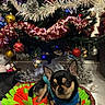 Rocky a rejoint le concours — aidez-le/la à gagner de superbes lots ! dog, chihuahua, pet, christmas_tree, ornaments, tinsel, basket, felt, holiday, decorations, indoor, cute, small_dog, animal, festive, christmas, colorful, sweater, floor, relaxing