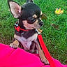 dog, puppy, chihuahua, leash, collar, grass, outdoor, pet, small_dog, cute, animal, ears, pink_sleeve, nature, greenery, young_dog, looking_away, adorable, playful, canine