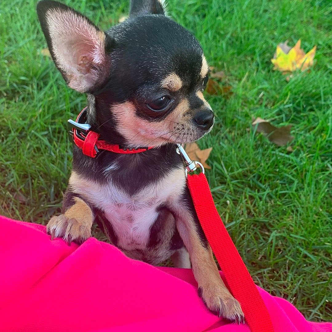 Rocky