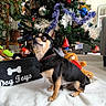 Rocky participe au concours pour gagner de l'argent avec cette photo : dog, christmas_tree, ornaments, plush_toy, blanket, indoor, holiday_decor, pet, black_and_tan, small_dog, toy_basket, teddy_bear, festive, holiday, decorations, fur, animal, floor, living_room, cute