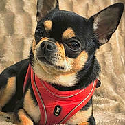 Rocky a rejoint le concours — aidez-le/la à gagner de superbes lots ! dog, chihuahua, small_dog, pet, animal, red_harness, black_and_tan, fur, ears, nose, eyes, lying_down, blanket, cozy, portrait, indoor, cute, alert, close_up, canine