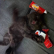 Thelma Bleu joined the competition — help win amazing prizes! black_kitten, cat, toy, plush_toy, grey_couch, playful, motion_blur, claws, open_mouth, indoor, pet, feline, animal, cute, young_cat, soft_toys, fabric, home, fun, active