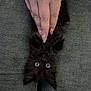 Thelma Bleu is registered to the contest to win money with this photo: kitten, black_cat, hand, couch, cushion, pet, animal, feline, fur, cute, indoor, wide_eyes, small, fluffy, playing, resting, domestic_animal, paw, touch, young