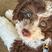 Butkus joined the competition — help win amazing prizes! dog, puppy, curly_fur, blue_eyes, close_up, pet, collar, fluffy, brown_fur, white_paw, cute, animal, domestic_animal, looking_up, canine, fur_texture, indoor, portrait, young_dog, adorable