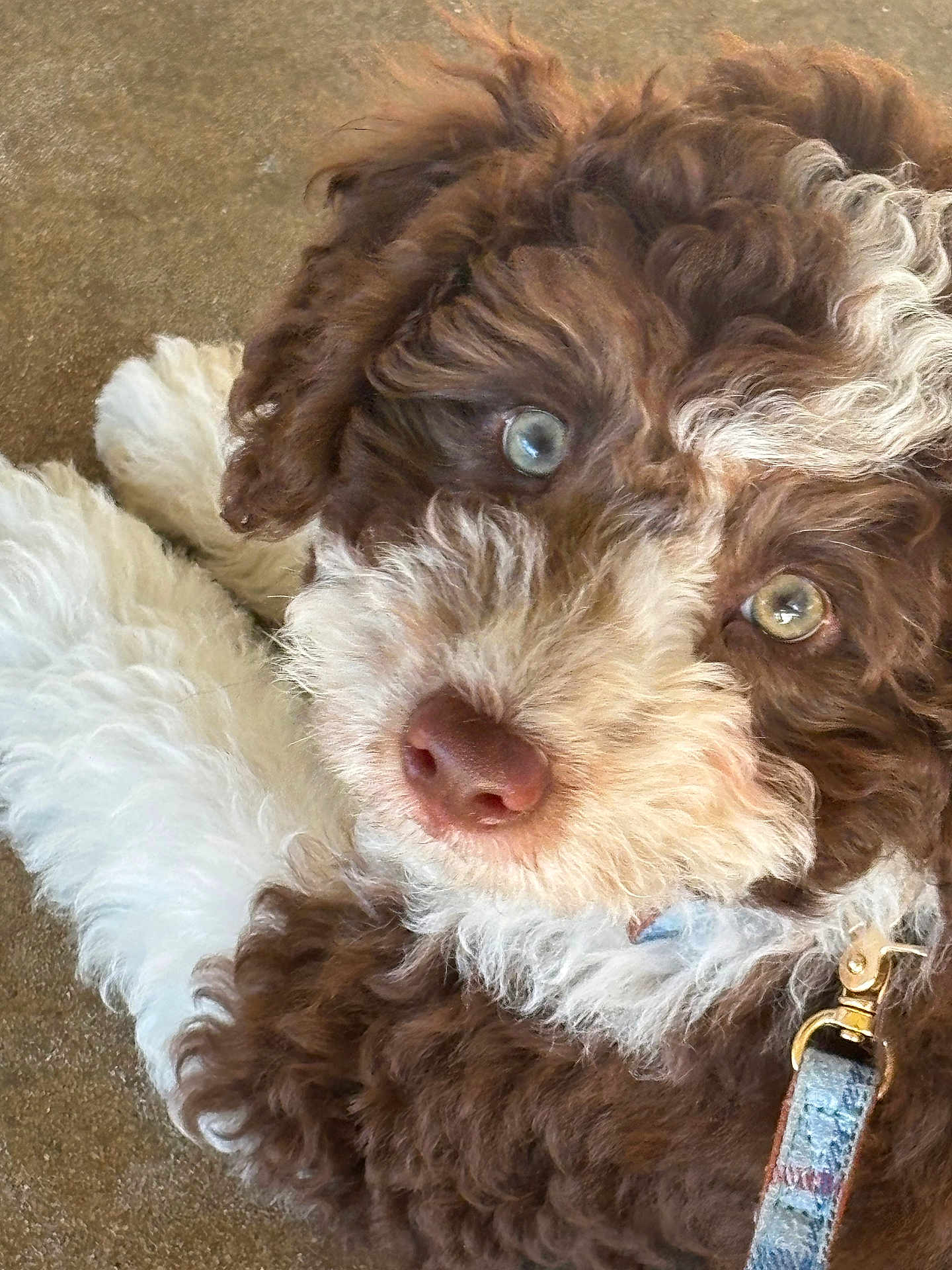 Butkus joined the competition — help win amazing prizes! dog, puppy, curly_fur, blue_eyes, close_up, pet, collar, fluffy, brown_fur, white_paw, cute, animal, domestic_animal, looking_up, canine, fur_texture, indoor, portrait, young_dog, adorable