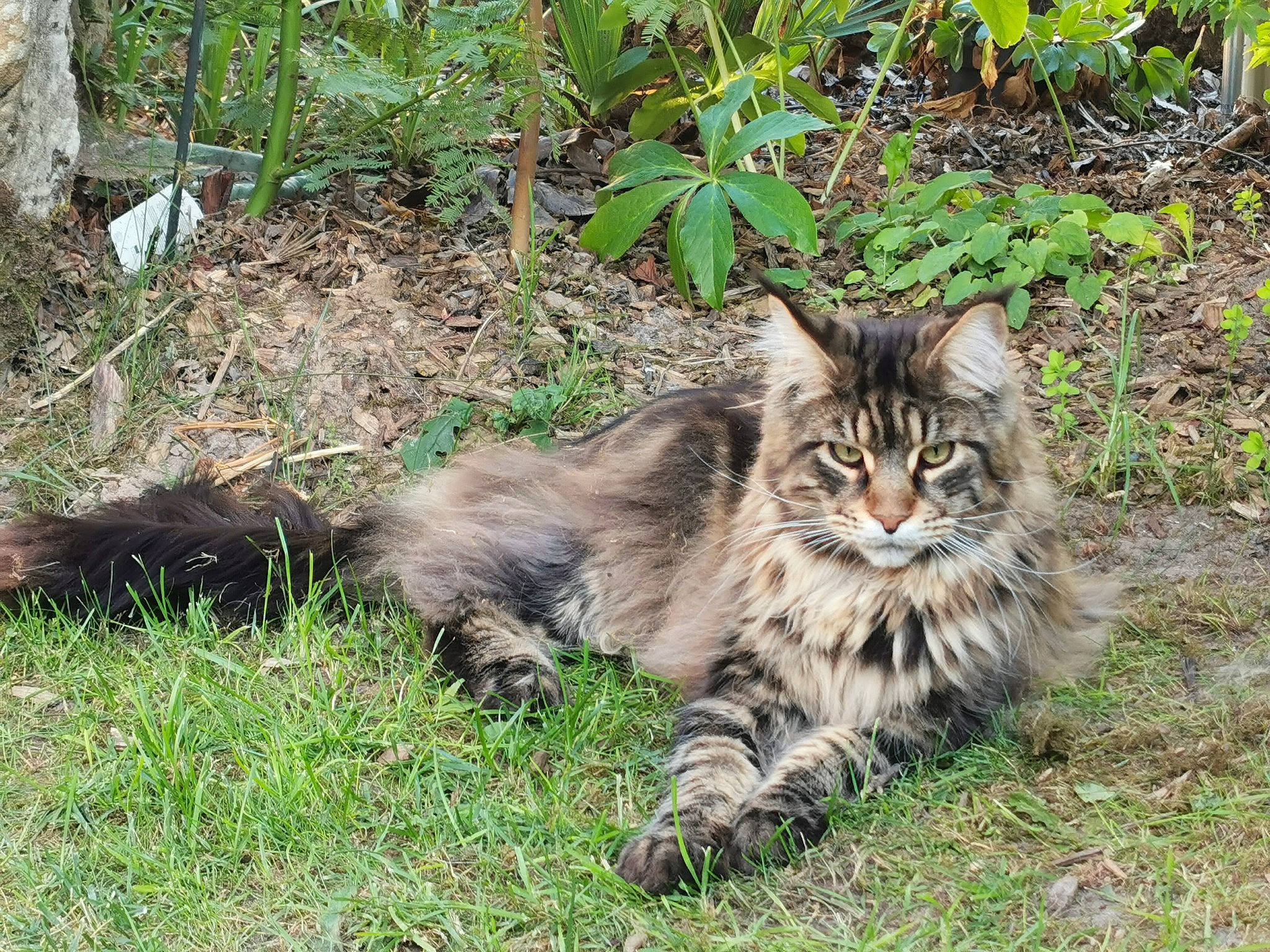 Kovu participe au concours pour gagner de l'argent avec cette photo : carnivore, cat, claw, domestic_short_haired_cat, felidae, fur, grass, groundcover, maine_coon, norwegian_forest_cat, organism, plant, siberian, small_to_medium_sized_cats, snout, soil, tail, terrestrial_animal, whiskers, wildlife