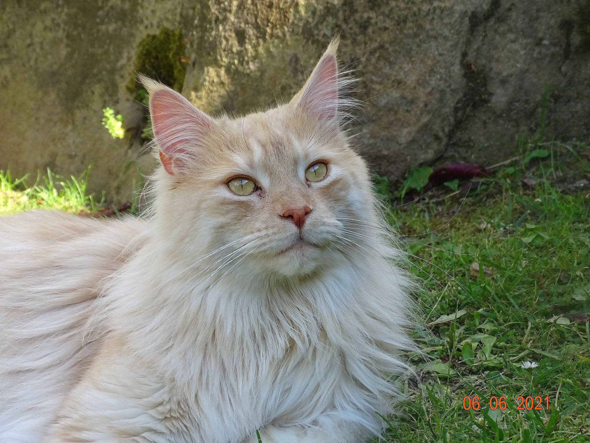 Mufasa participe au concours pour gagner de l'argent avec cette photo : carnivore, cat, eye, fawn, felidae, fur, grass, groundcover, persian, plant, poales, service, small_to_medium_sized_cats, snout, terrestrial_animal, vehicle_registration_plate, whiskers