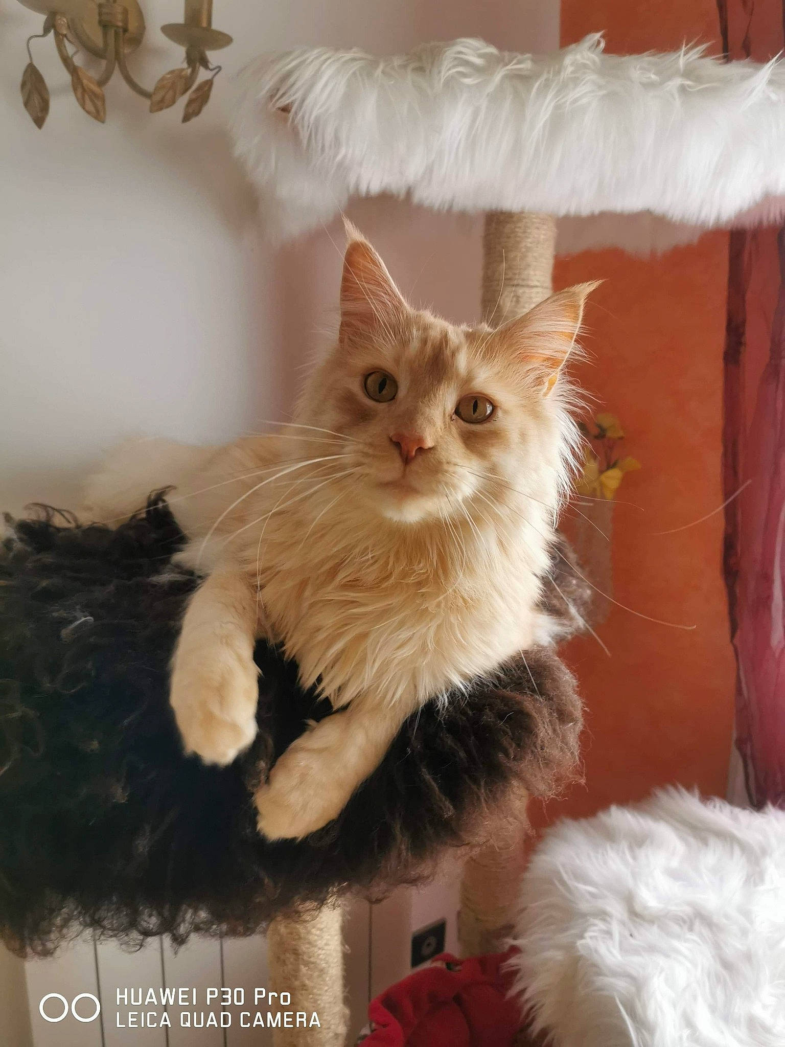 Mufasa participe au concours pour gagner de l'argent avec cette photo : carnivore, cat, fawn, felidae, fur, kitten, natural_material, small_to_medium_sized_cats, vertebrate, whiskers