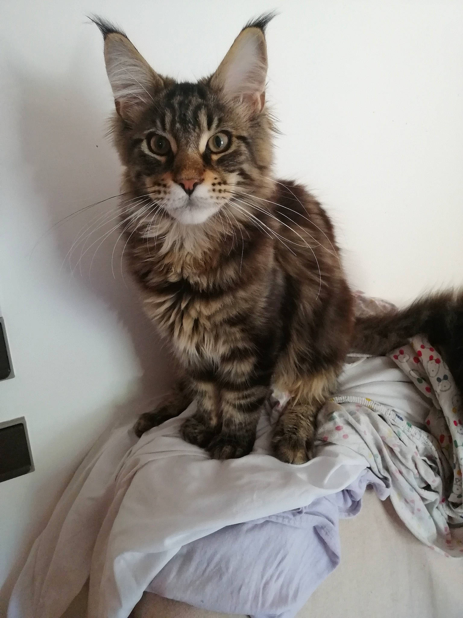 Sir Kovu a rejoint le concours — aidez-le/la à gagner de superbes lots ! carnivore, cat, cat_supply, claw, comfort, domestic_short_haired_cat, felidae, fur, grey, iris, maine_coon, paw, sitting, small_to_medium_sized_cats, snout, tail, terrestrial_animal, whiskers