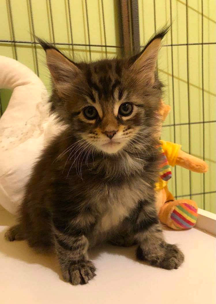 Sir Kovu a rejoint le concours — aidez-le/la à gagner de superbes lots ! box, cardboard, carnivore, cat, cat_supply, cat_toy, claw, domestic_short_haired_cat, fawn, felidae, fur, maine_coon, paw, pet_supply, sitting, small_to_medium_sized_cats, snout, tail, terrestrial_animal, whiskers