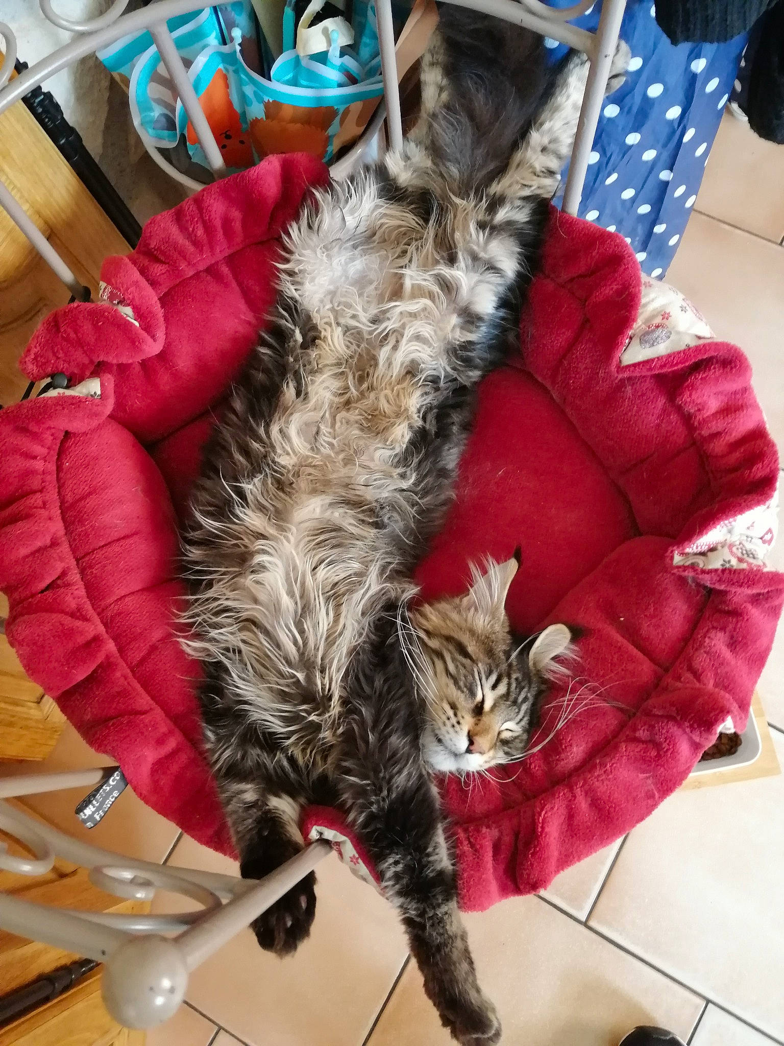 Sir Kovu a rejoint le concours — aidez-le/la à gagner de superbes lots ! carnivore, cat, christmas, christmas_ornament, claw, comfort, domestic_short_haired_cat, event, fashion_accessory, felidae, flag, fur, human_leg, lap, linens, plant, small_to_medium_sized_cats, tail, tree, whiskers