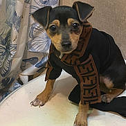 Stitch joined the competition — help win amazing prizes! dog, small_dog, puppy, scarf, black_and_brown, curious, indoor, table, white_surface, curtain, butterfly_pattern, wall, pet, animal, cute, sitting, looking_at_camera, fur, ears, paws