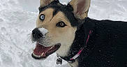 Phoenix is registered to the contest to win money with this photo: animal, black_and_tan, canine, close_up, cold, collar, dog, ears, fur, happy, heterochromia, muzzle, nature, outdoor, pet, playful, smiling, snow, tongue, winter