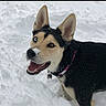 Phoenix is registered to the contest to win money with this photo: dog, snow, heterochromia, black_and_tan, collar, pet, canine, outdoor, winter, playful, happy, animal, fur, muzzle, ears, tongue, close_up, nature, cold, smiling