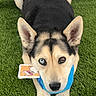 Phoenix is registered to the contest to win money with this photo: dog, heterochromia, blue_eye, brown_eye, toy, artificial_grass, indoor, pet, animal, fur, ears, paws, black_fur, tan_fur, cute, looking_up, playful, floor, cord, background