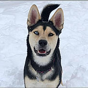 Phoenix joined the competition — help win amazing prizes! dog, heterochromia, blue_eye, brown_eye, snow, outdoor, animal, pet, canine, fur, ears, collar, tail, winter, playful, alert, portrait, muzzle, happy, standing