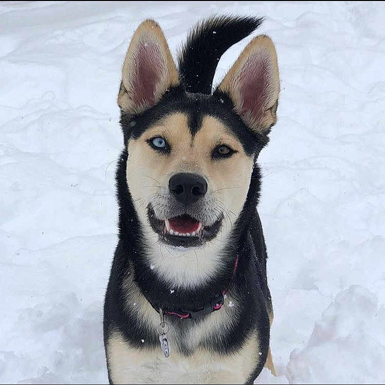 Phoenix joined the competition — help win amazing prizes! dog, heterochromia, blue_eye, brown_eye, snow, outdoor, animal, pet, canine, fur, ears, collar, tail, winter, playful, alert, portrait, muzzle, happy, standing