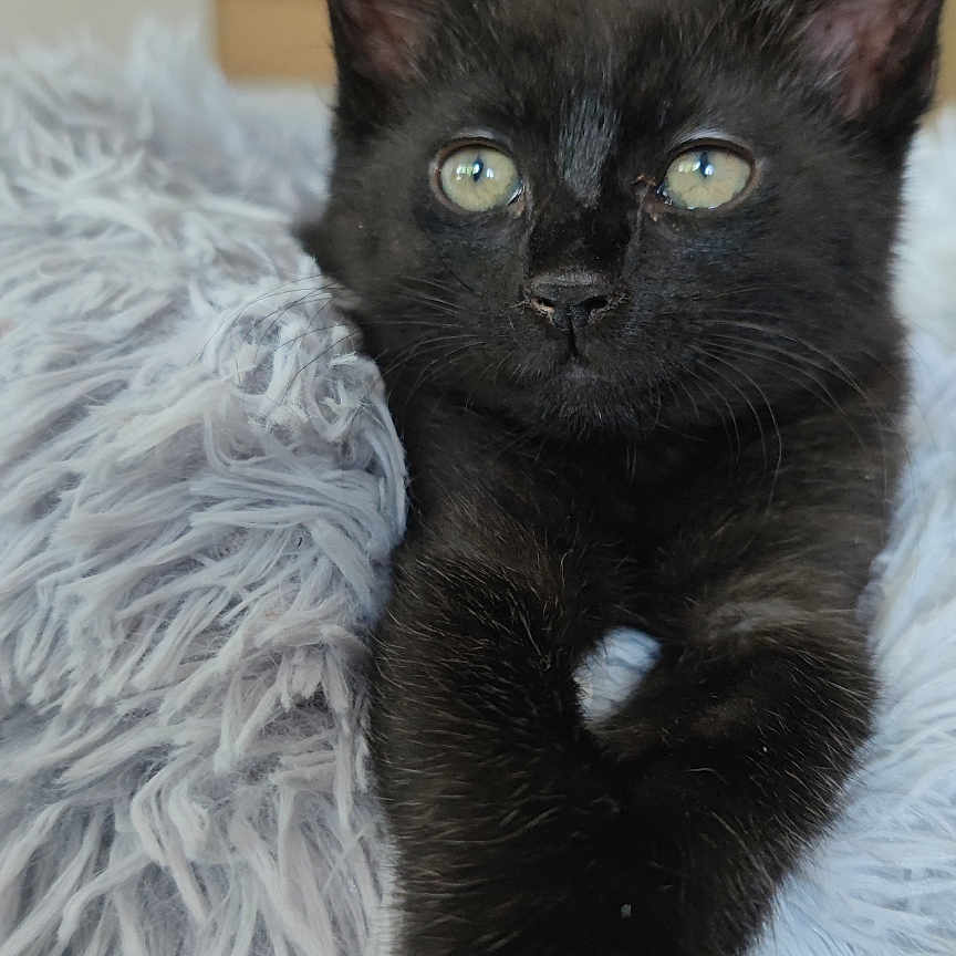 Mystik participe au concours pour gagner de l'argent avec cette photo : abyssinian, animal, bed, bedroom, blackcat, blanket, cat, furniture, indoors, kitten, manx, pet, room, siamese, wood