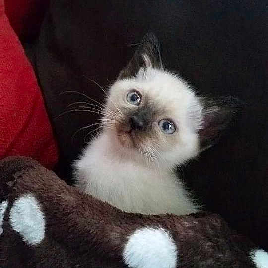 Princess Mononoke is registered to the contest to win money with this photo: