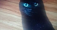 Salem is registered to the contest to win money with this photo: black_cat, cat, feline, animal, pet, glowing_eyes, turquoise_eyes, whiskers, ears, fur, sitting, portrait, close_up, wooden_floor, indoors, home, dark, mysterious, blue_eyes, photography