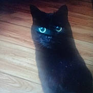 Salem is registered to the contest to win money with this photo: black_cat, cat, feline, animal, pet, glowing_eyes, blue_eyes, sitting, portrait, fur, whiskers, ears, indoor, wooden_floor, home, dark, closeup, centered_subject, low_light, photograph