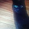 Salem is registered to the contest to win money with this photo: cat, black_cat, animal, pet, feline, sitting, portrait, blue_eyes, glowing_eyes, wooden_floor, indoor, home, dark_fur, ears, whiskers, nose, staring, moody_lighting, close_up, blurry