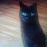 black_cat, cat, feline, pet, animal, sitting, indoors, wooden_floor, hardwood, portrait, glowing_eyes, blue_eyes, pointed_ears, short_hair, dark_fur, front_view, staring, home, floor, blurry