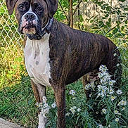 Jax joined the competition — help win amazing prizes! dog, boxer, brindle, standing, outdoors, garden, flowers, white_flowers, chain_link_fence, greenery, pet, collar, short_hair, muscular, portrait, alert, serious_expression, animal, nature, daylight