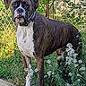 dog, boxer, brindle, standing, outdoors, garden, flowers, white_flowers, chain_link_fence, greenery, pet, collar, short_hair, muscular, portrait, alert, serious_expression, animal, nature, daylight