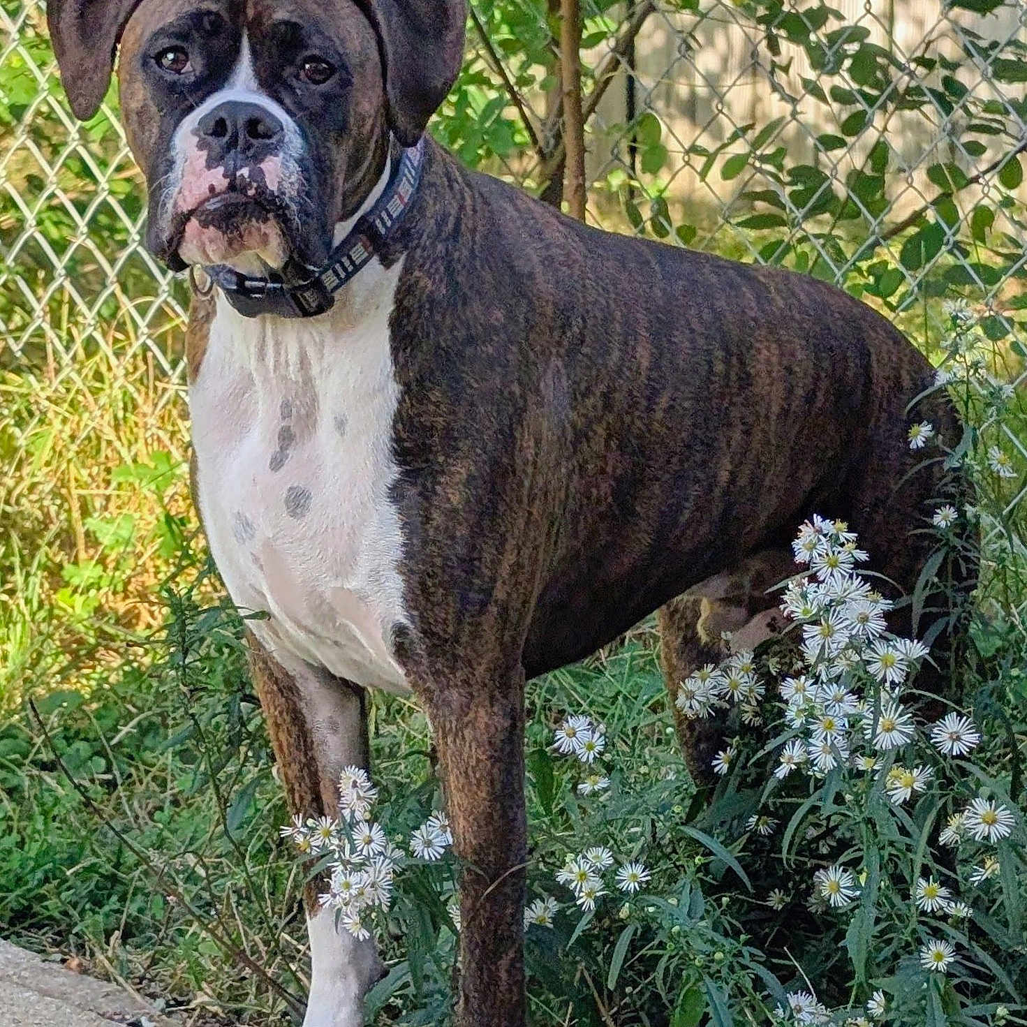 Jax joined the competition — help win amazing prizes! dog, boxer, brindle, standing, outdoors, garden, flowers, white_flowers, chain_link_fence, greenery, pet, collar, short_hair, muscular, portrait, alert, serious_expression, animal, nature, daylight