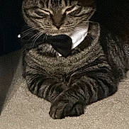 Bedri is registered to the contest to win money with this photo: animal, bow_tie, cat, close_up, collar, cozy, cute, domestic, feline, gentleman, indoor, mammal, paws, pet, portrait, quiet, resting, sleepy, striped, tabby