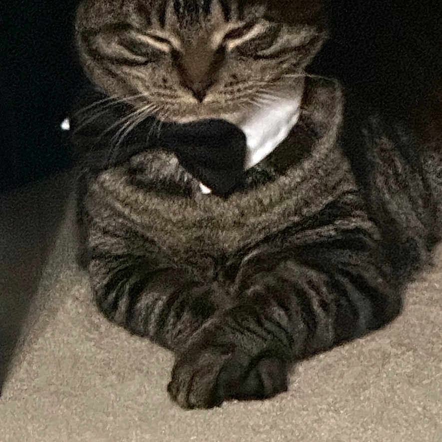 Bedri is registered to the contest to win money with this photo: animal, bow_tie, cat, close_up, collar, cozy, cute, domestic, feline, gentleman, indoor, mammal, paws, pet, portrait, quiet, resting, sleepy, striped, tabby