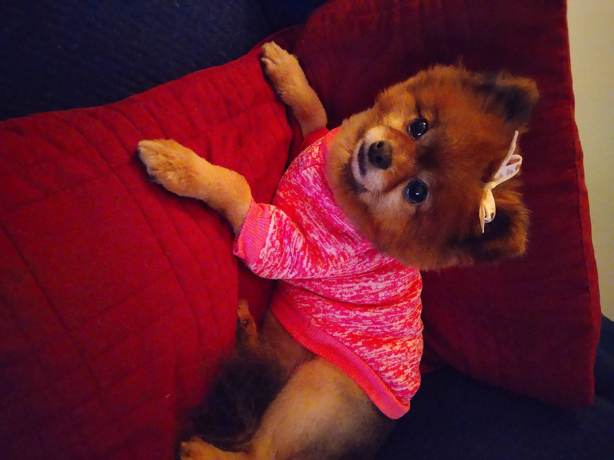 Presley joined the competition — help win amazing prizes! bed, canidae, carnivore, comfort, companion_dog, couch, dog, dog_breed, dog_supply, fawn, fur, human_leg, magenta, non_sporting_group, room, snout, sporting_group, toy_dog, whiskers, working_animal