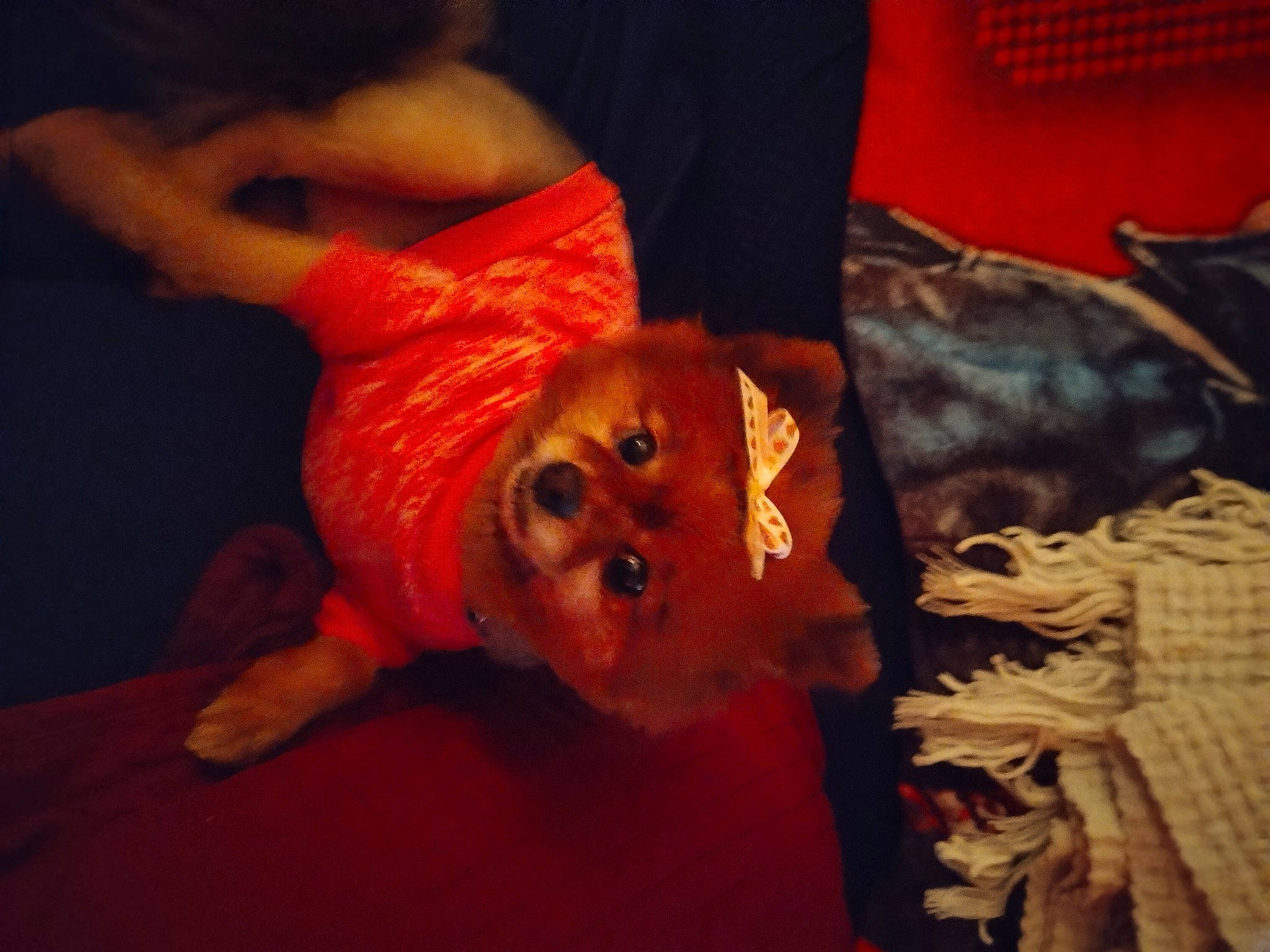 Presley is registered to the contest to win money with this photo: canidae, child, companion_dog, costume, dog_breed, event, flesh, flooring, fun, fur, happy, head, mouth, night, orange, room, sporting_group, toddler, wood