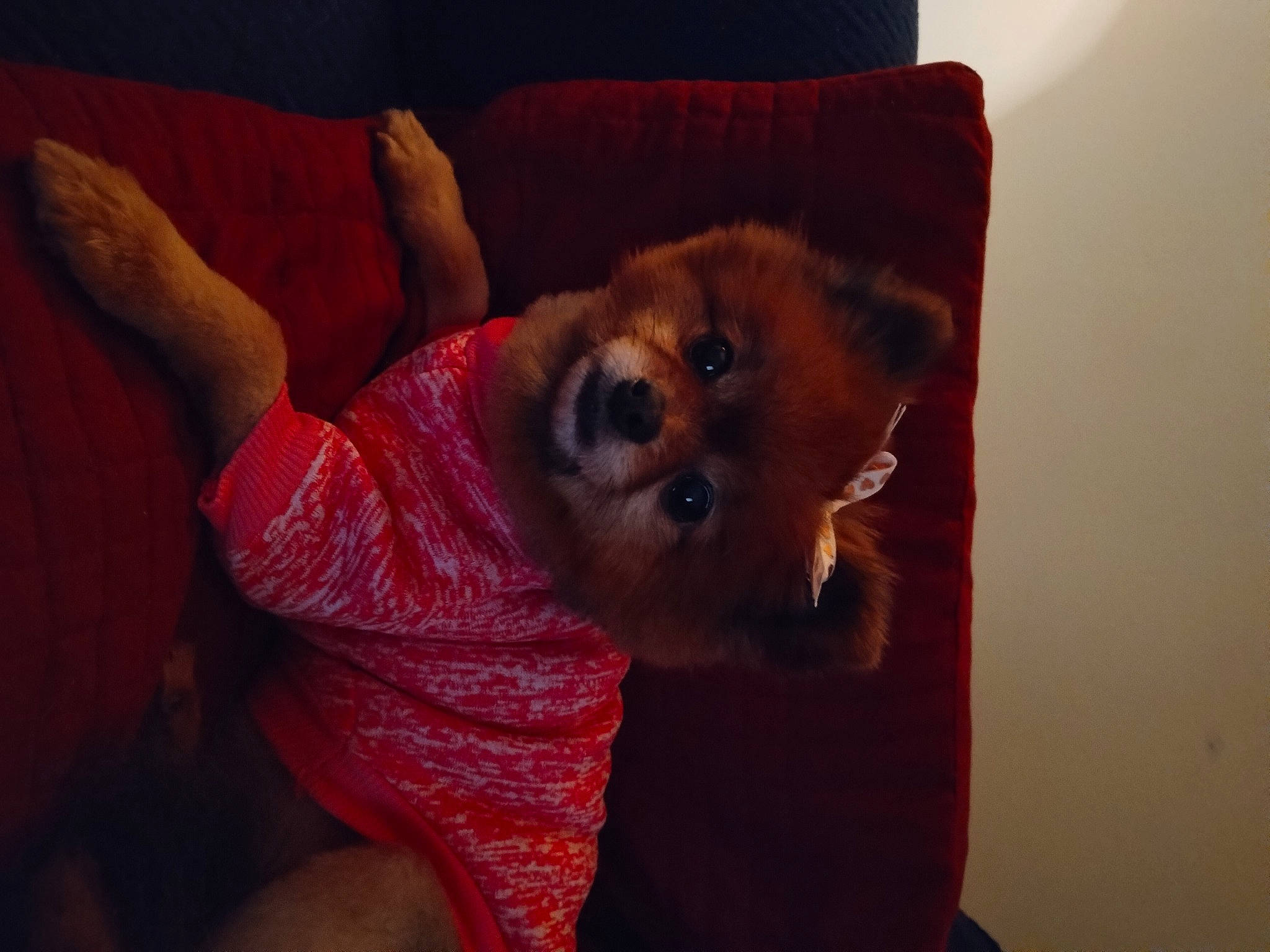 Presley is registered to the contest to win money with this photo: carnivore, comfort, companion_dog, couch, dog, dog_breed, dog_supply, fawn, fur, liver, paw, pomeranian, snout, spitz, sporting_group, toy_dog, volpino_italiano, whiskers, wood, working_animal